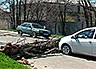 Дерево упало на автомобиль