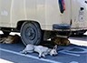 Бердянцы поедут в Лондон учиться гуманно относиться к животным