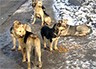 Как защитить себя от нападения домашних и бродячих собак