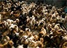 Приют для бездомных животных планируется создавать совместными усилиями