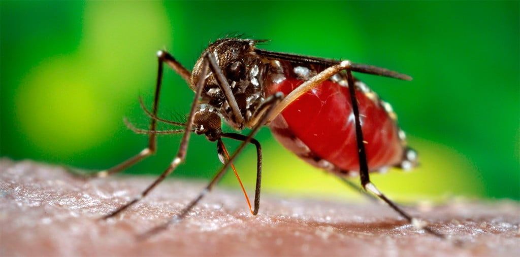 На этой неделе в Бердянске обработают лиманы против комаров