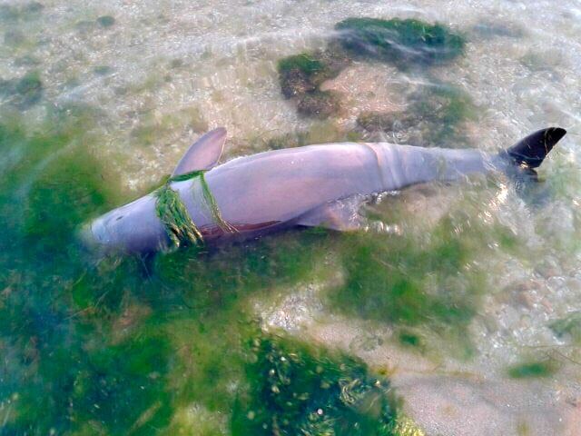 В Бердянском заливе погиб еще один дельфин