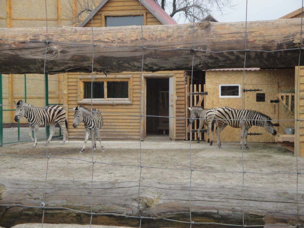 В Бердянский зоопарк Сафари приехали новые питомцы