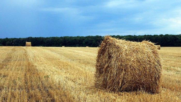 Запоруки успіху та перешкоди аграрного сектору Запорізької області на шляху до ЄС