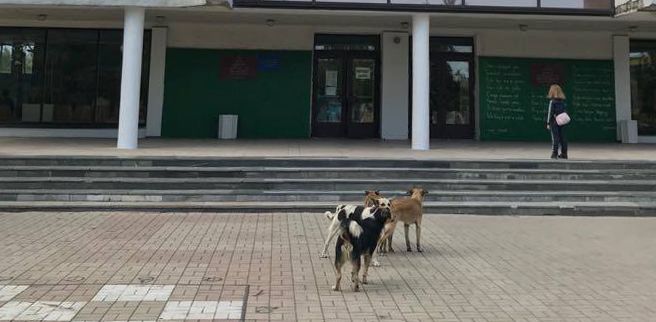 бродячие собаки в Бердянске