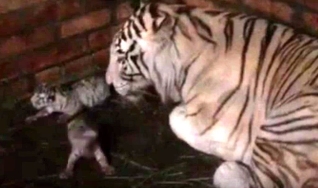 В бердянском зоопарке родились три белых тигренка - видео