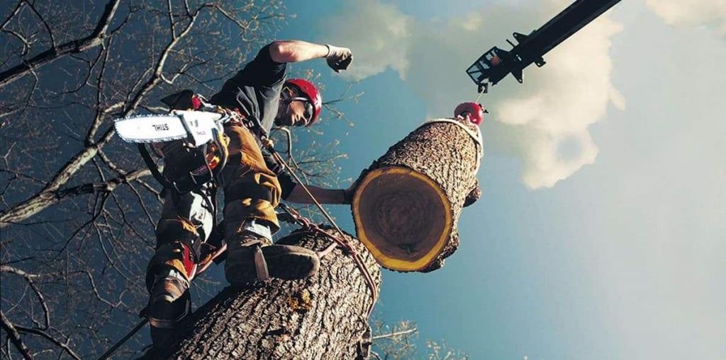 Власти Бердянска тратят на снос и обрезку деревьев в 11 раз больше, чем на озеленение