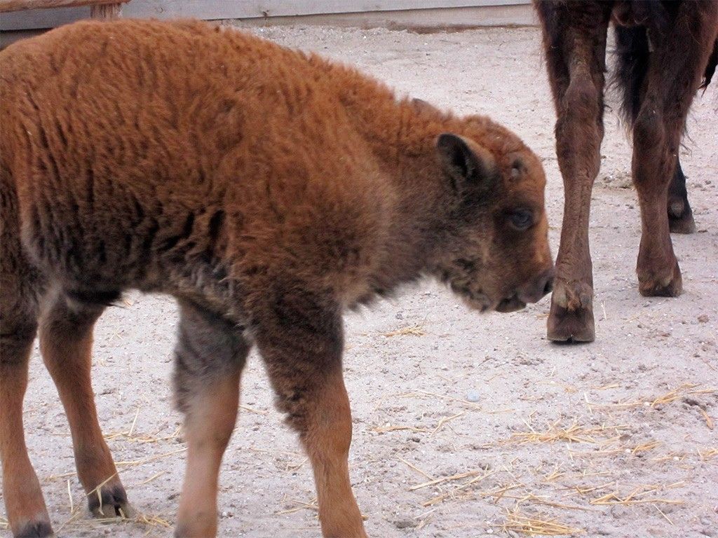 В Бердянском зоопарке родились бизоны - фото