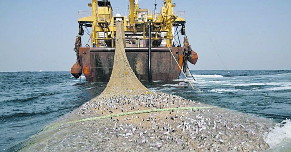 Вчені пропонують на 5 років припинити промисловий вилов риби в Азовському морі