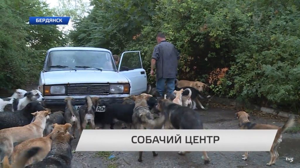 В Бердянске создан центр помощи бродячим животным