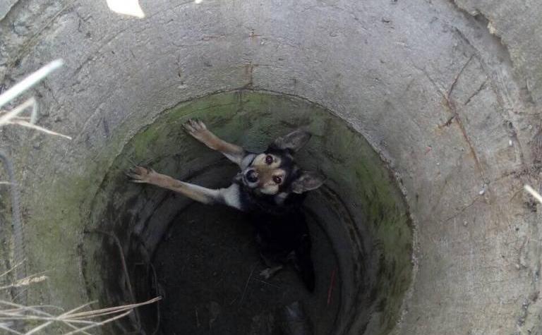 Бердянські бійці ДСНС врятували двох собак, які впали у різні колодязі
