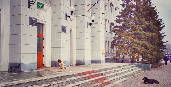 Валентина Мамай: «Отлов собак в Бердянске прекращаться не будет»
