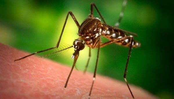 В Бердянске началась борьба с комарами