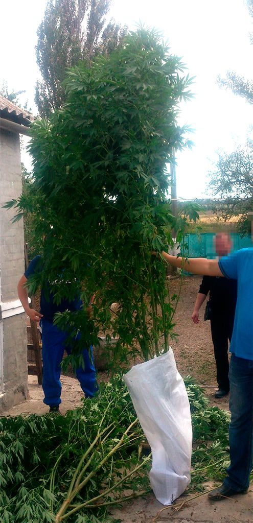 В Бердянском районе обнаружили плантацию конопли с кустами в человеческий рост