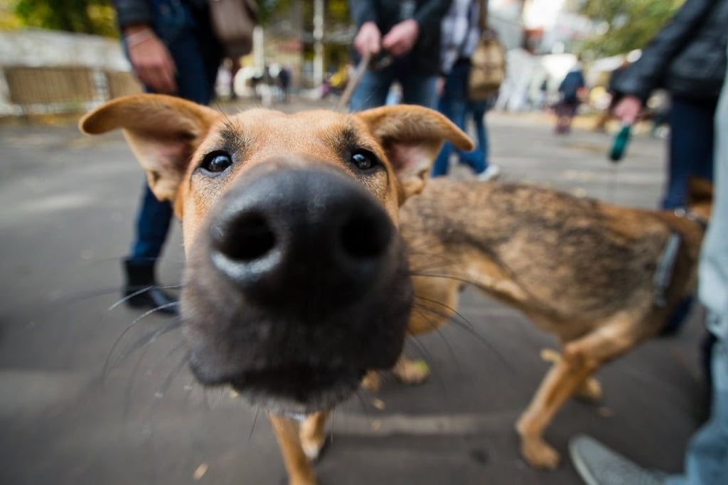 В Ивано-Франковске появится единая база бездомных собак