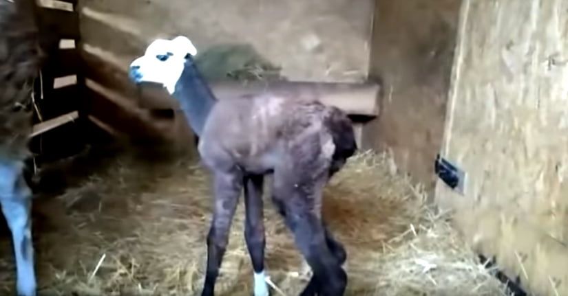 В бердянском зоопарке «Сафари» пополнение – у лам Гуанако новорожденный