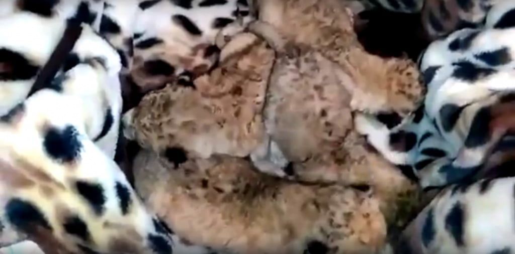 В Бердянском зоопарке появились на свет четыре львенка (+ видео)