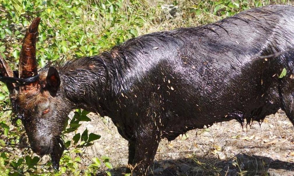 На «Бердянских жатках» спасатели достали козла из колодца со смолой