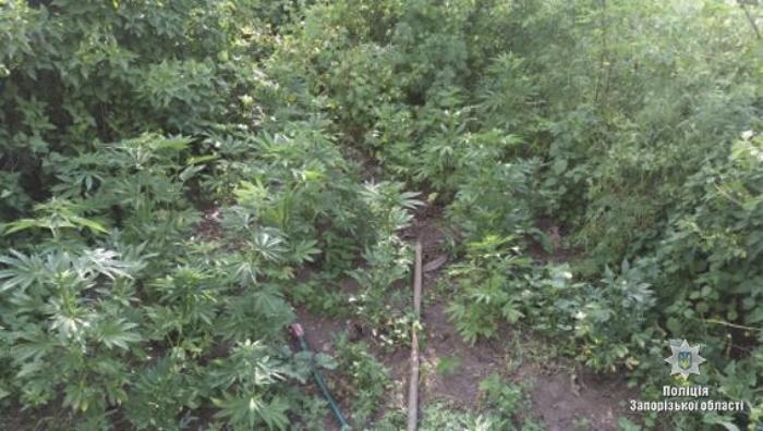 На Бердянщині поліцейськими ліквідовано два посіви нарковмісних рослин