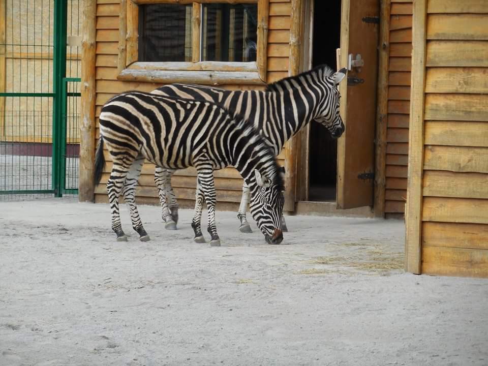 В Бердянский зоопарк приехали кошачьи лемуры и зебры - фото