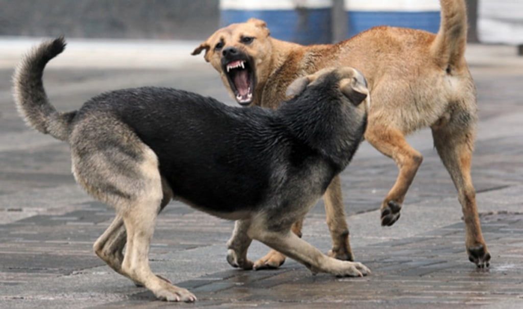В Военном городке бродячие собаки разорвали 70 кур и козленка 