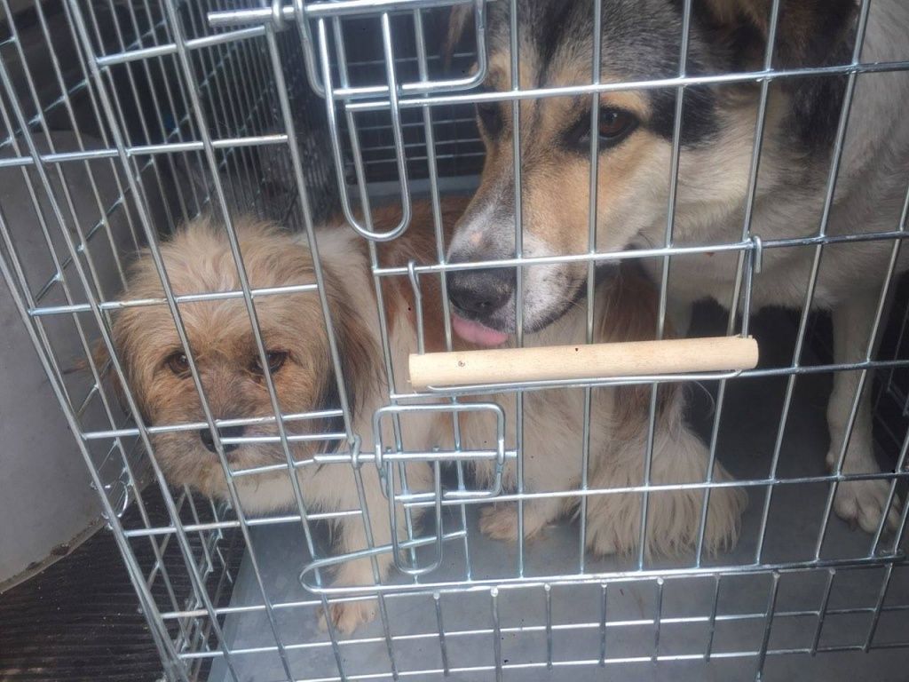 В Бердянске на прошлой неделе было отловлено 26 бродячих собак