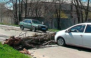 Упало дерево на автомобиль