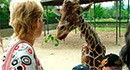 В Бердянск из-за войны не могут привезти жирафов