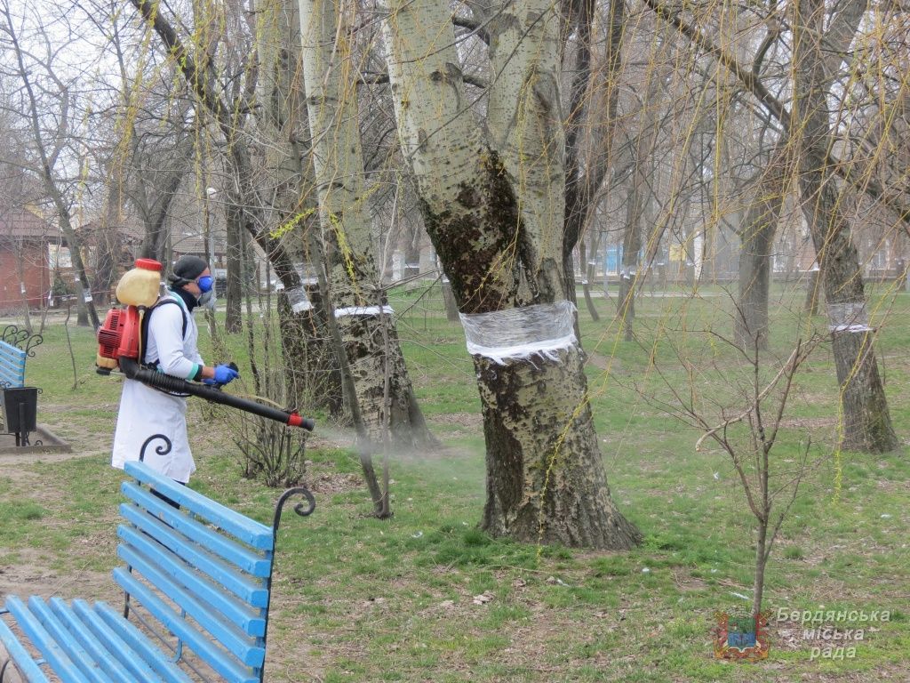 В Бердянську розпочали санітарну обробку дерев від червеця