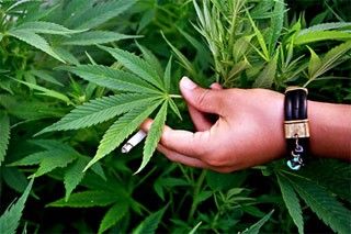 У бердянской наркоторговки изъяли опия и марихуаны на 30 тыс.грн
