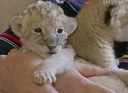 В Бердянском зоопарке родились трое львят(видео)