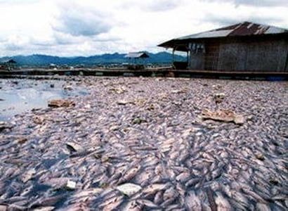 Изъяли 12 тонн незаконно выловленной рыбы