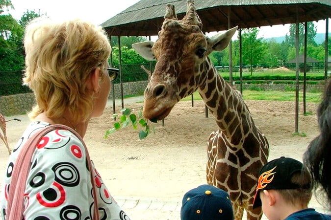 В Бердянск из-за войны не могут привезти жирафов