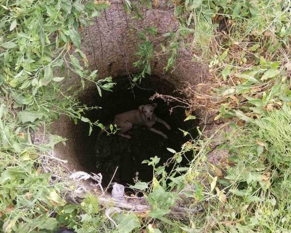 В Бердянську бійці ДСНС врятували собаку, яка впала у колодязь