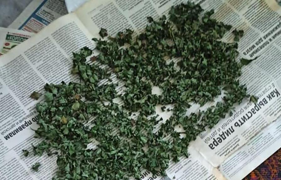 У Бердянську працівники поліції ліквідували насадження конопель, які житель міста вирощував за місцем проживання