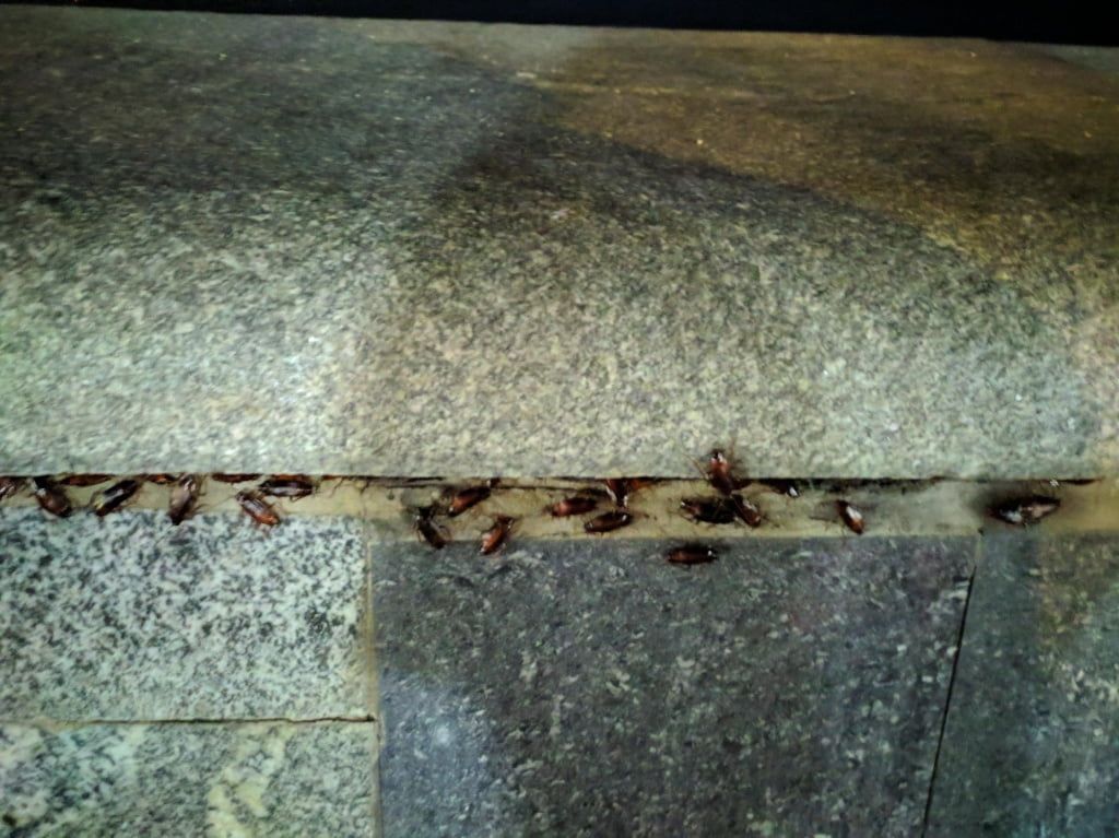 Почему в Бердянске в последнее время так много тараканов?