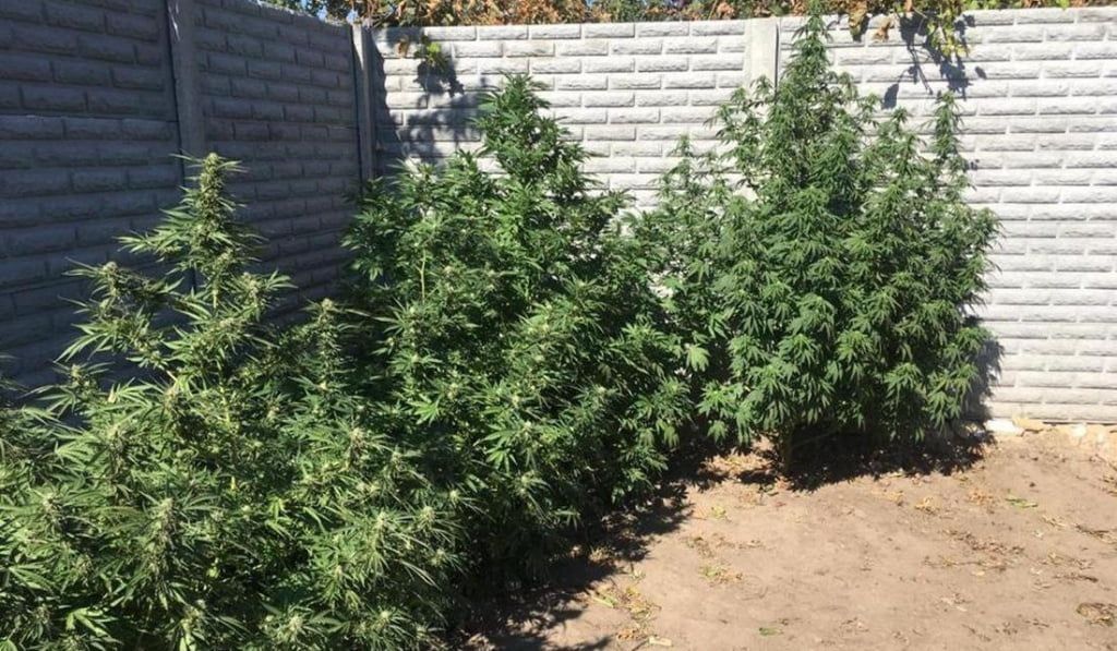 Садівника-любителя посадили на три роки за вирощування конопель