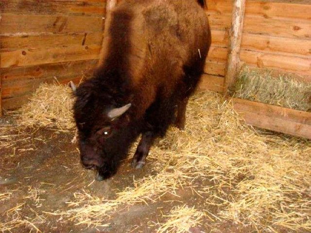 В зоопарке пополнение, Черкасского бизончика Вектора продали в Бердянск за 6,5 тысяч
