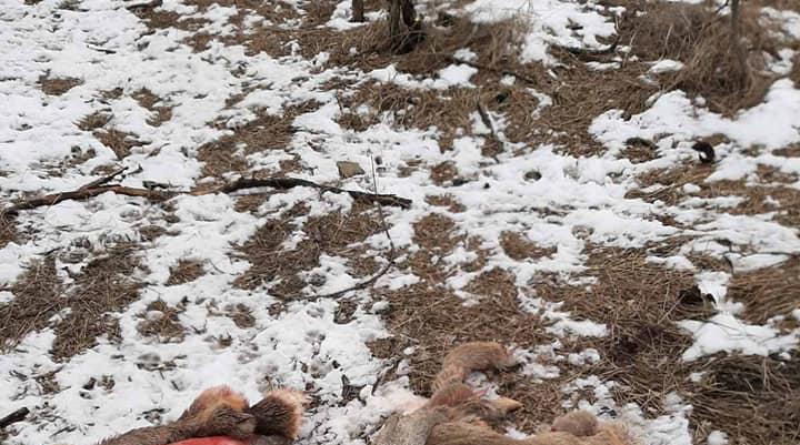 Зоозащитница Мамай обвинила замначальника городской полиции Безрукова в живодерстве