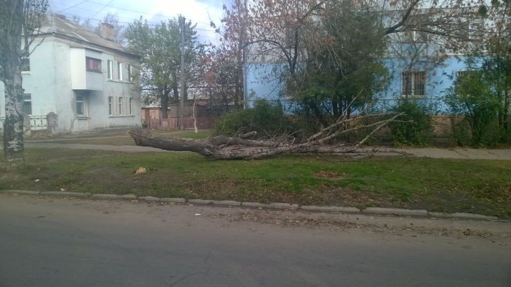 В Бердянске сильный ветер завалил старый тополь
