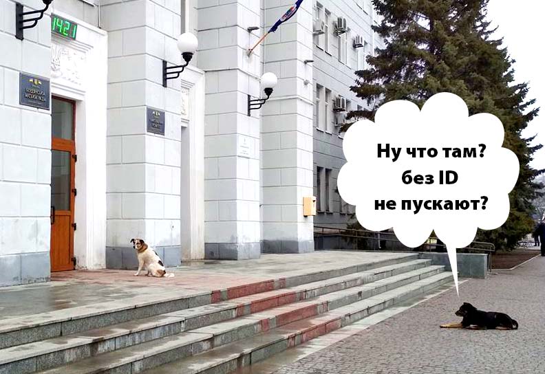 В Бердянске потратят 40000 из бюджета на сайт о кошках и собаках. Вполне серьезно…