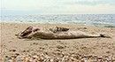 На берег Бердянской косы море выбросило дельфина