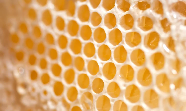 Основы выбора воскотопки для успешного пчеловодства