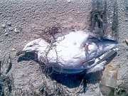 Причиной гибели птиц стало инфекционное заболевание