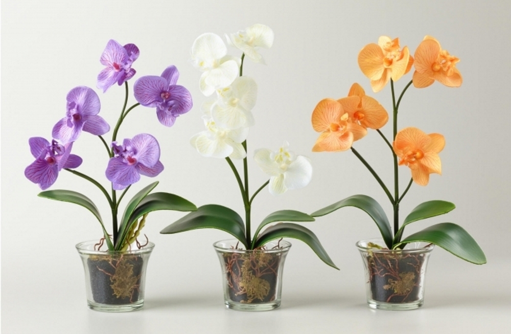 Як вибрати горщики для орхідей: практичні рекомендації для початківців