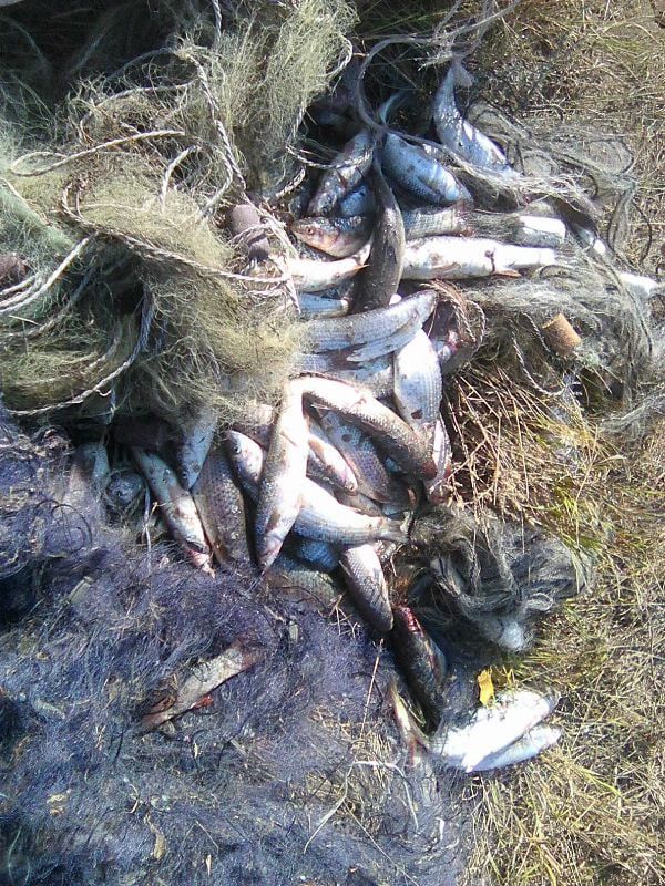 Бердянські прикордонники на озері Сиваш затримали браконьєрів із уловом на 41 тисячу гривень
