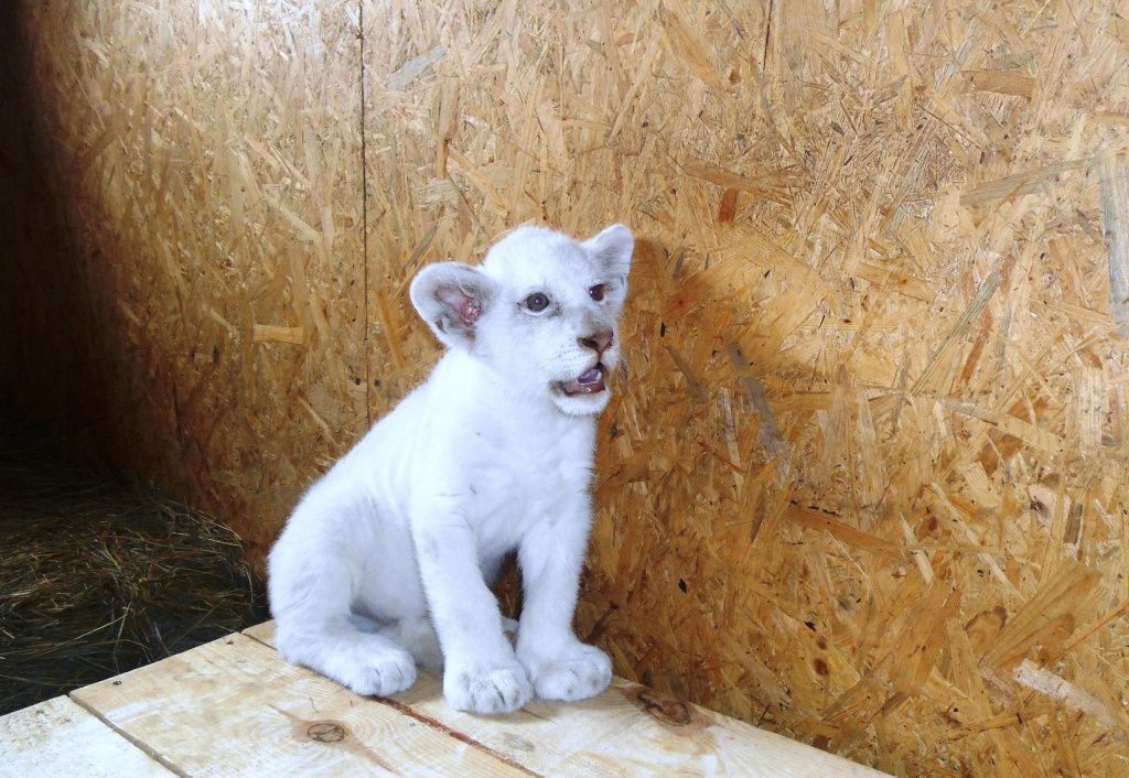 В Бердянском зоопарке появился белый львенок