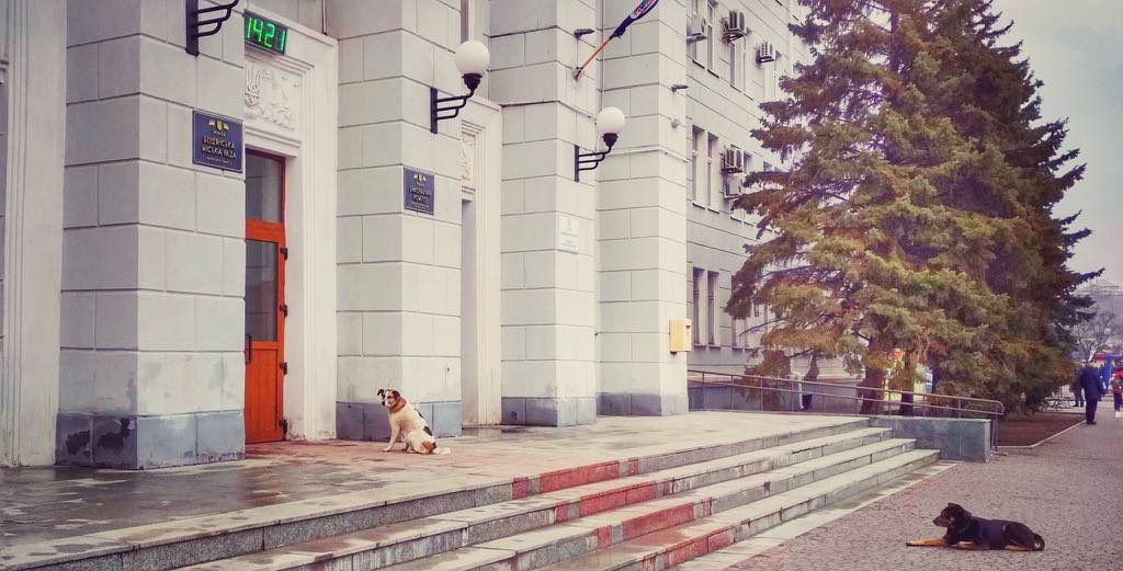 Харківські собаколови готові працювати в Бердянську