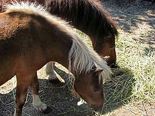 В Бердянске изъяли двух пони. Животные были голодными и с ранами на спине
