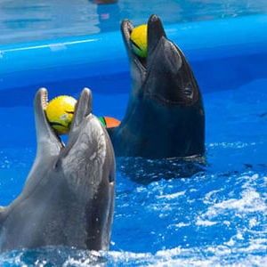 Фоторепортаж: в Бердянске открылся один из самых крупных дельфинариев в Украине
